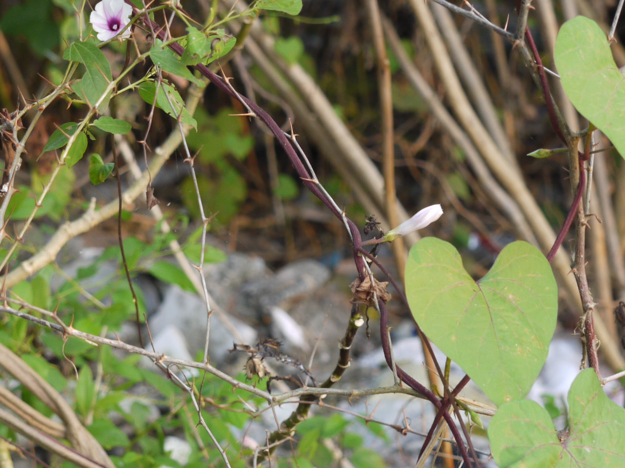 Ipomoea acanthocarpa (Choisy) Hochst. ex Schweinf. & Asch.