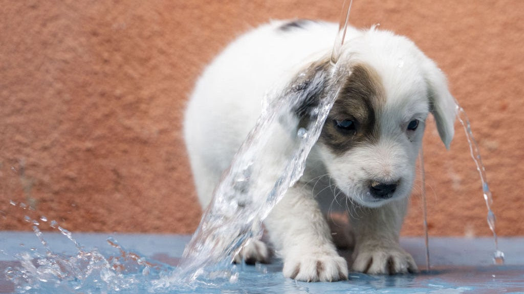 a puppy getting a bath.
