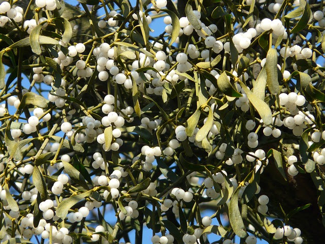 Mistletoe — A Potent Cancer Treatment And You Thought It Was Just For Kissing