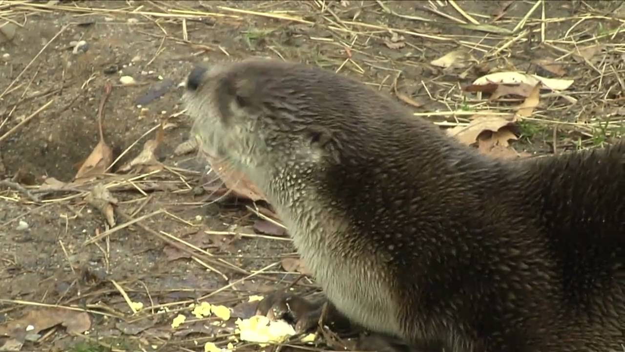 Also, you can see many parks and zoos. Presents to the Otters at Prospect Park Zoo YouTube