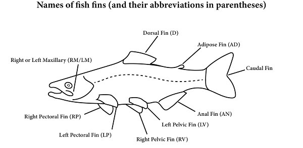 Black and white illustration titled Names of Fish Fins, showing side view of a fish; each fin name connects by a line to fish part