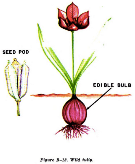 wild tulip illustration edible plants