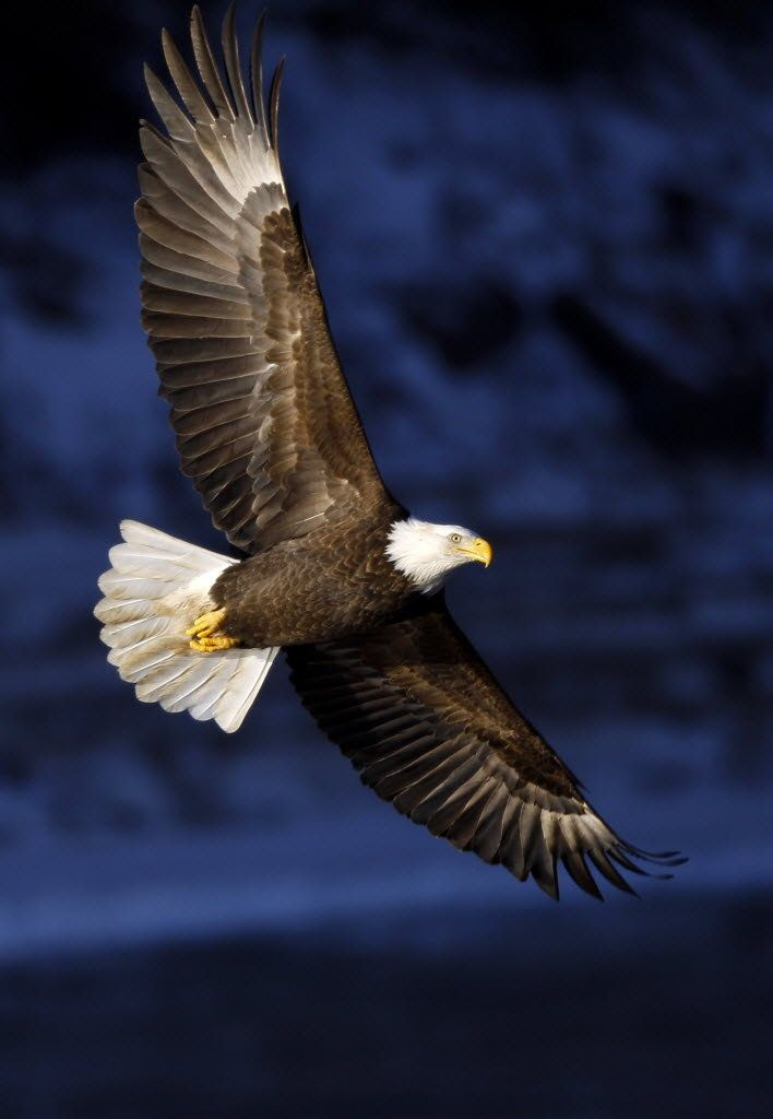 Majestic bald eagle over the Des Moines RIver in Iowa:
