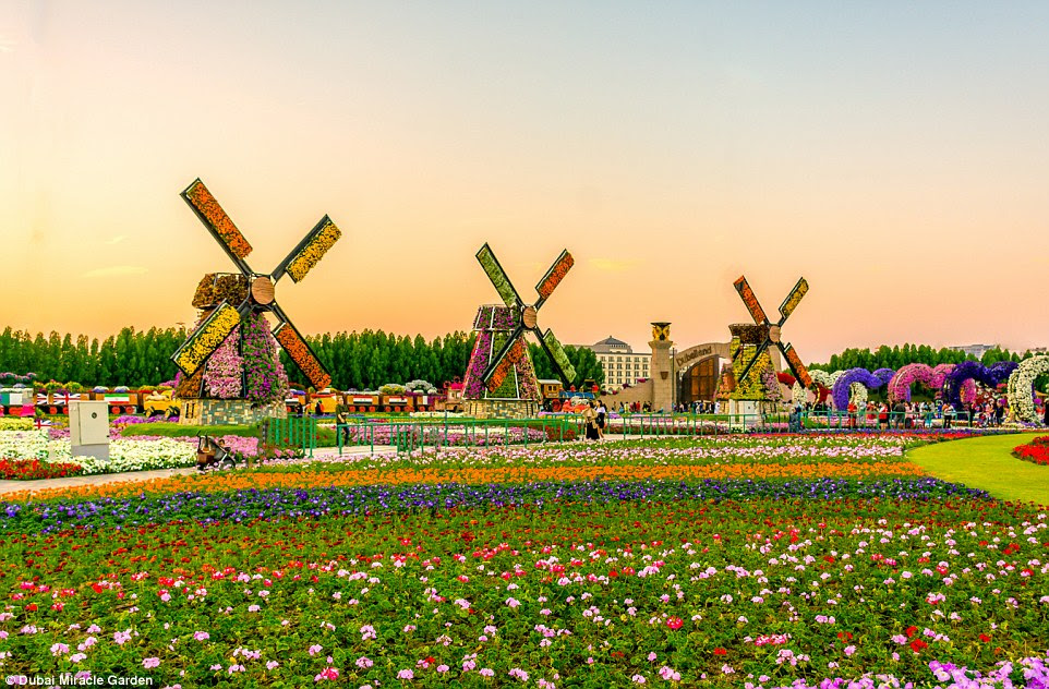 Bordered by windmills, this area provides  parking, sitting areas, a prayer room and shops for visitors to Dubai Miracle Garden