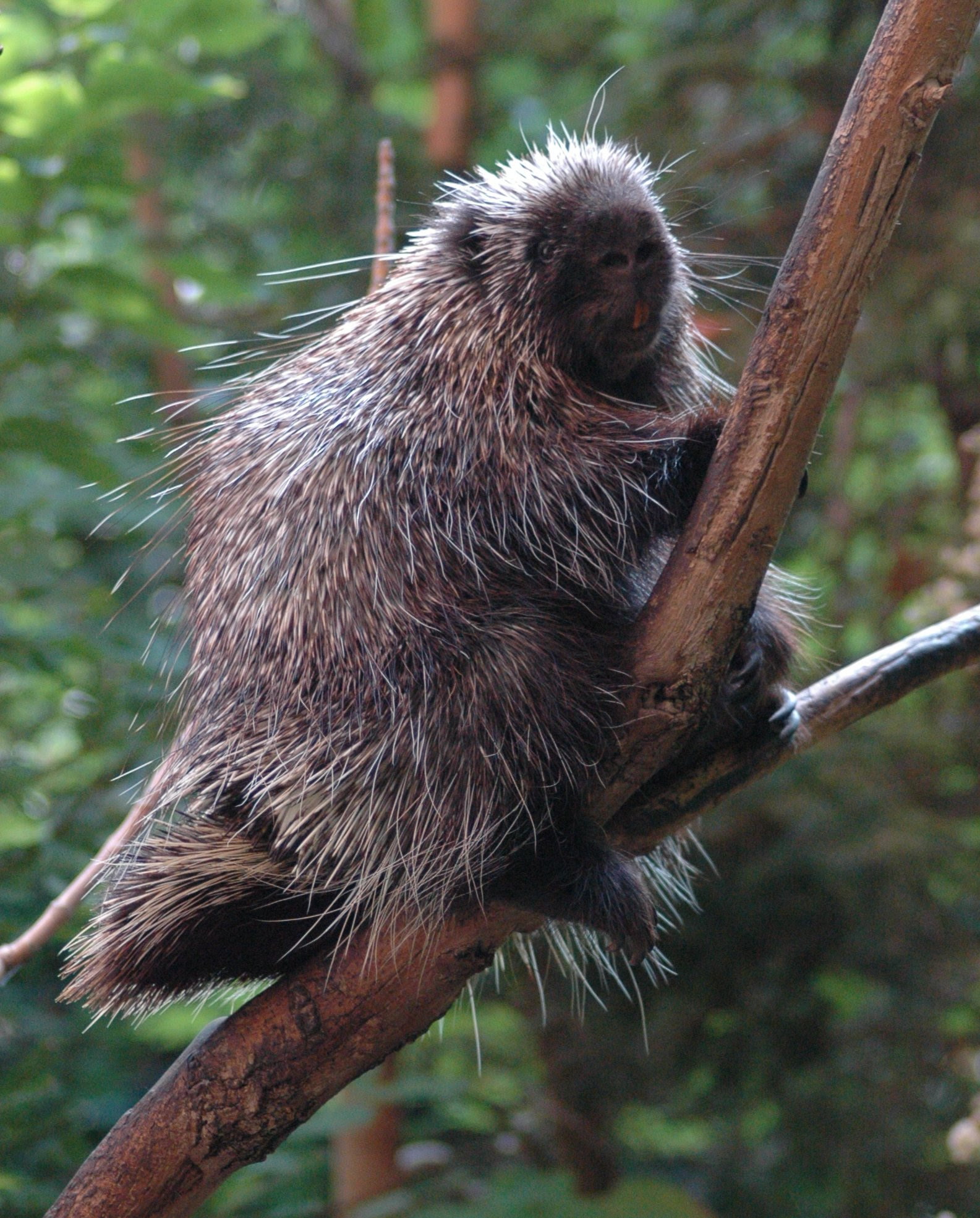 Porcupine sitting on a tree branch in a forest