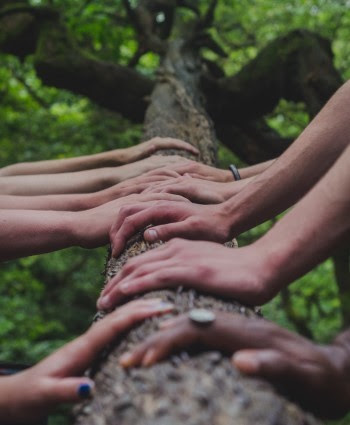 A close-up of several peoples’ hands laid on the trunk of a tall tree.