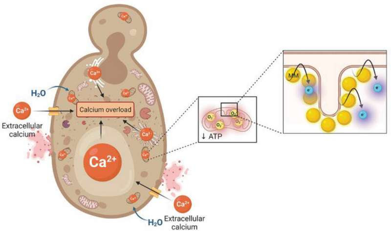 Molecular machines could treat fungal infections