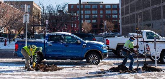 Tree planting on Third Street downtown