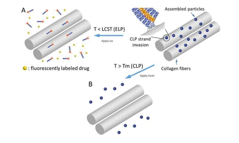 Researchers advance drug delivery systems to treat connective tissue disorders