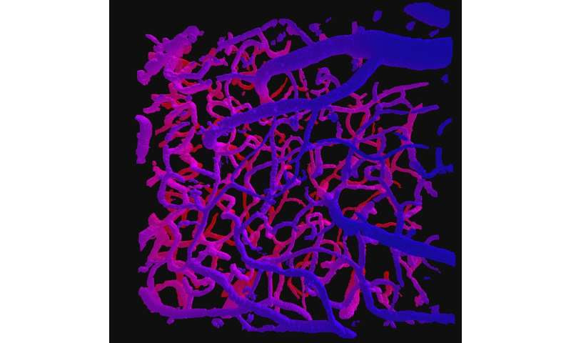 Study finds calcium precisely directs blood flow in the brain