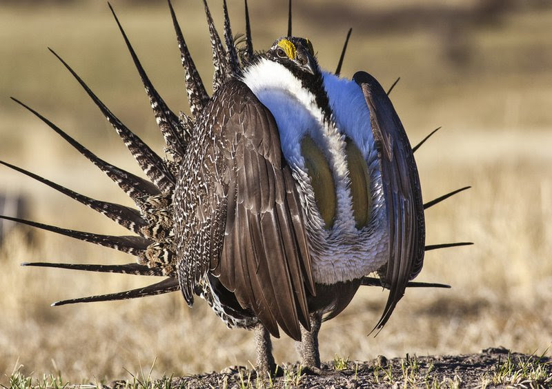 Greater sage grouse. Photo credit: Bob Wick, BLM Image is available for media use.