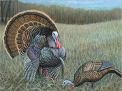 A painting of a male turkey.