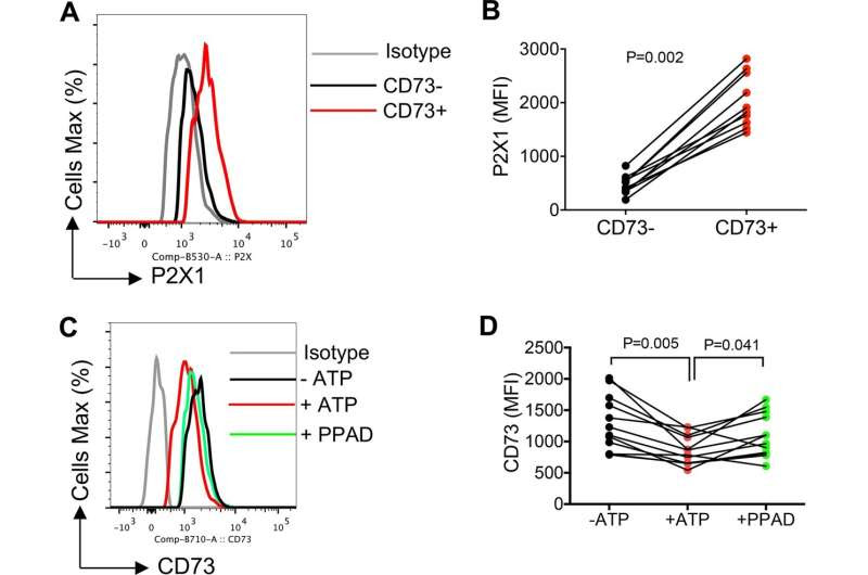 New study reveals why HIV remains in human tissue even after antiretroviral therapy