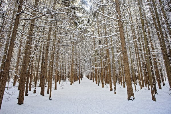 Winter walk