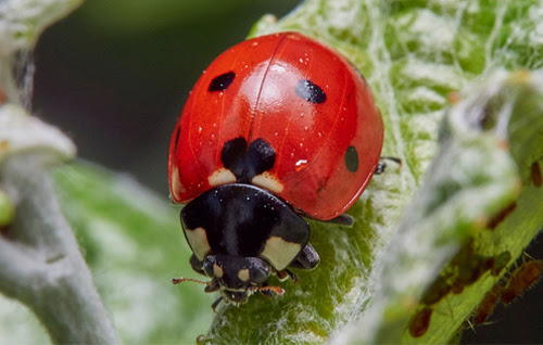 A seven-spot ladybird