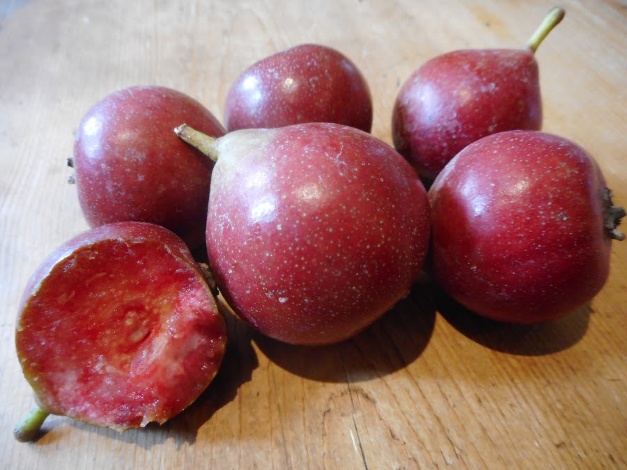 Pyrus communis 'Blood Pear' - an historic treasure rediscovered! Pyrus communis 'Blood Pear' - an historic treasure rediscovered!
