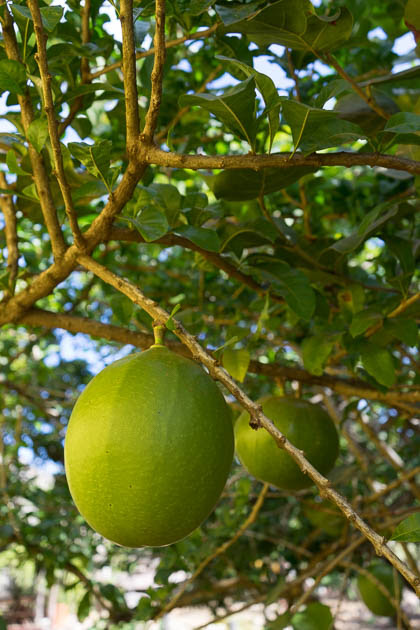 Jardín Botánico de Curazao