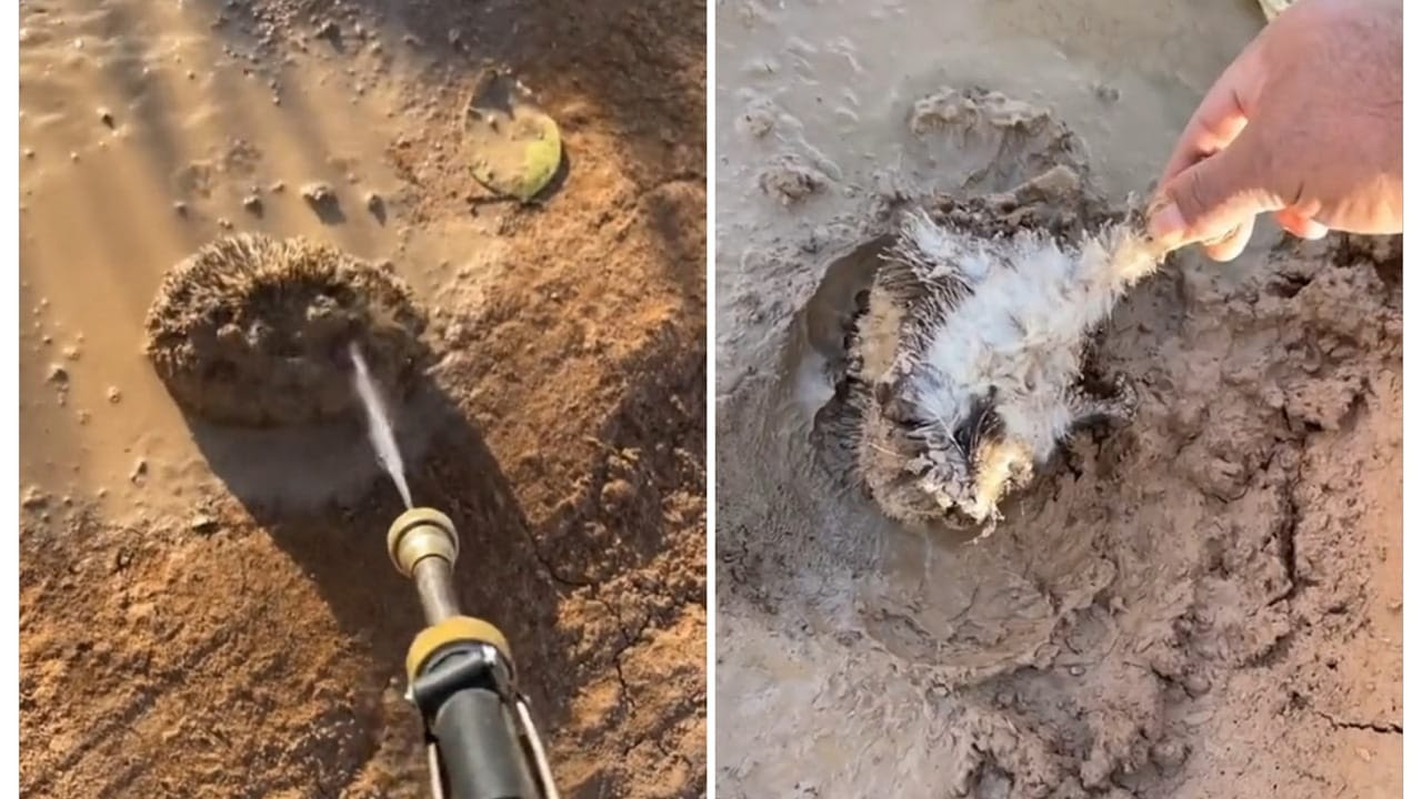 بالفيديو: مواطن ينقذ قنفذ عالق في الطين على وشك أن يفقد حياته