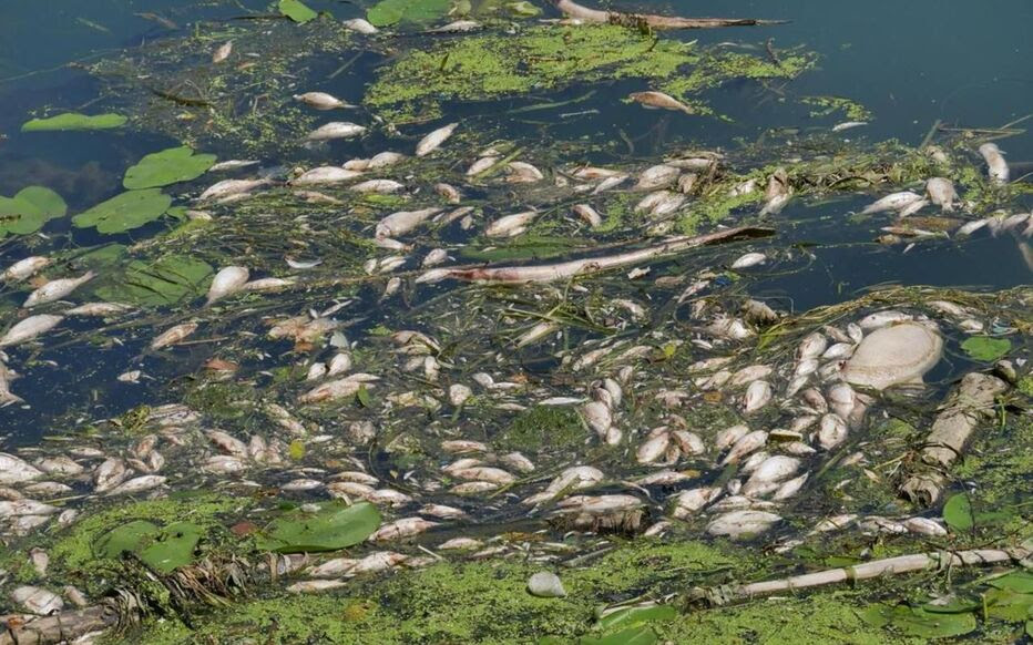 Deux jours après l’incendie dans l’usine d’Achères (Yvelines), les poissons mouraient par milliers dans la Seine, à quelques mètres du site.