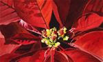Christmas Poinsettia and Forum Updates. - Posted on Tuesday, December 9, 2014 by Jacqueline Gnott