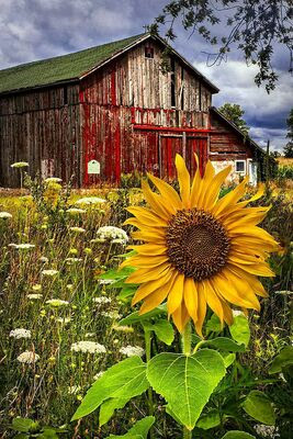 Sunflower-barn
