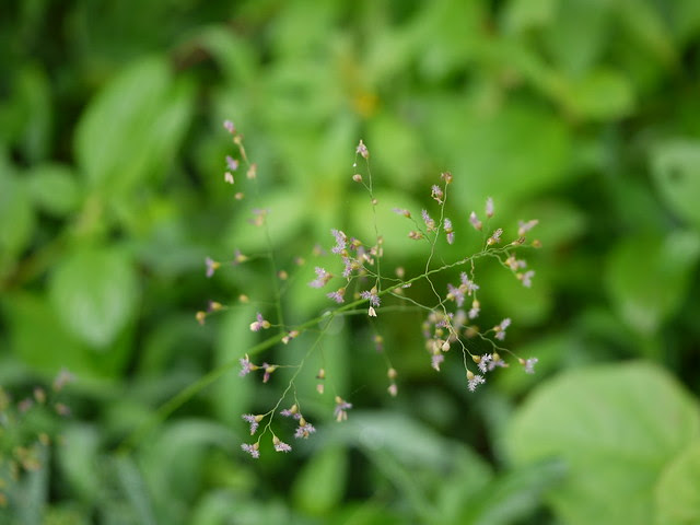 ... flowers of grass