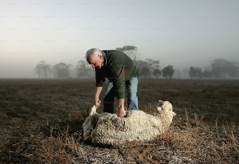 WARRACKNABEAL, AUSTRALIE - 3 JUIN : Neville Marshman aide une brebis à agneler avec des jumeaux le 3 juin 2005 sur sa propriété "Prospect" à Warracknabeal, en Australie. Il s'agit de la deuxième période de janvier à avril la plus sèche jamais enregistrée et le Bureau de météorologie affirme que les chances d'un événement El Nino sont de 50 %, soit le double des chances normales. Les prix des moutons restent relativement élevés, mais le coût de l'alimentation à la main et de l'achat d'eau pour le bétail paralyse les agriculteurs.