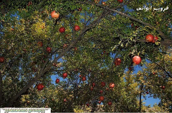 موسم قطف الرمان في لورستان