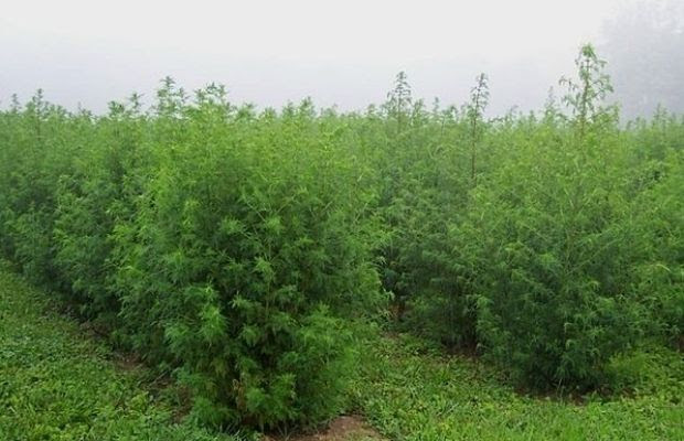 Artemisia