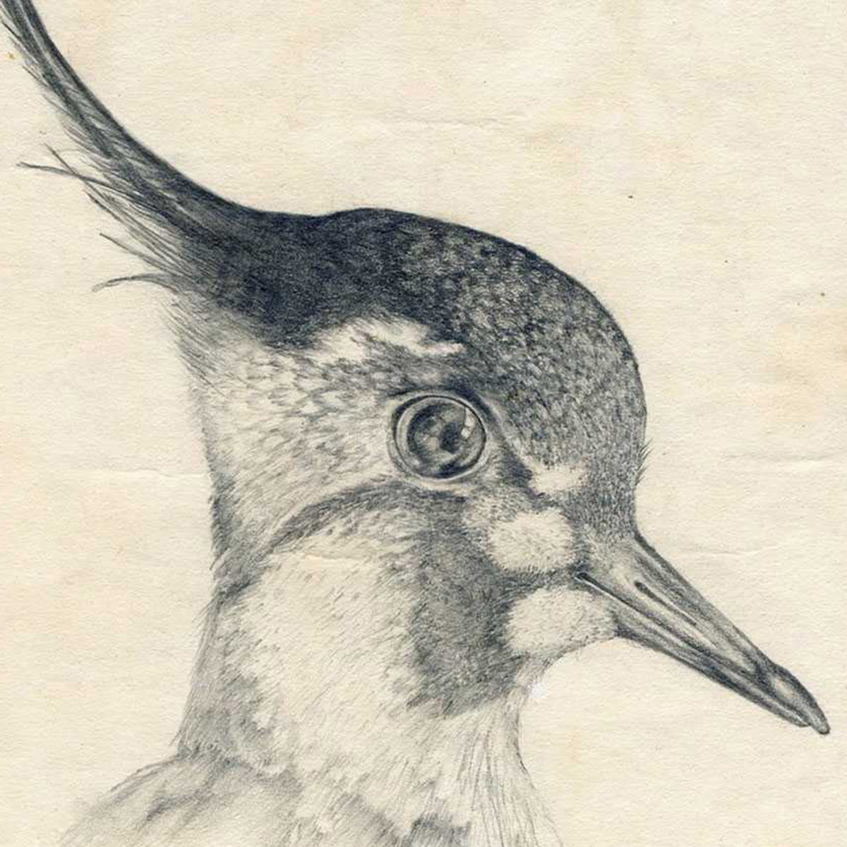 Drawing of a lapwing by Cornelia Parker, aged 18