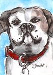 ACEO Painting White Proud Boxer Dog Red Collar illustration Pet Penny StewArt - Posted on Sunday, January 4, 2015 by Penny Lee StewArt