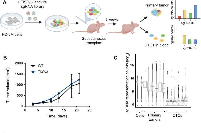 Gene loss enhances metastasis and cancer progression