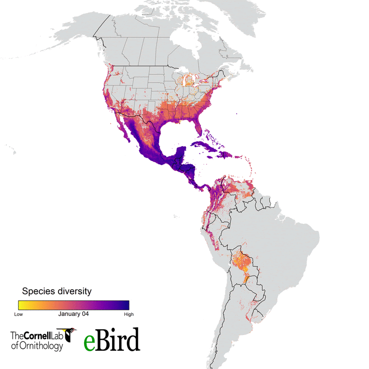 bird diversity map