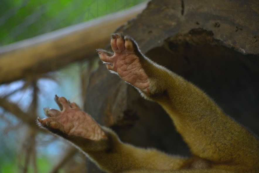 Kinkers the Kinkajou