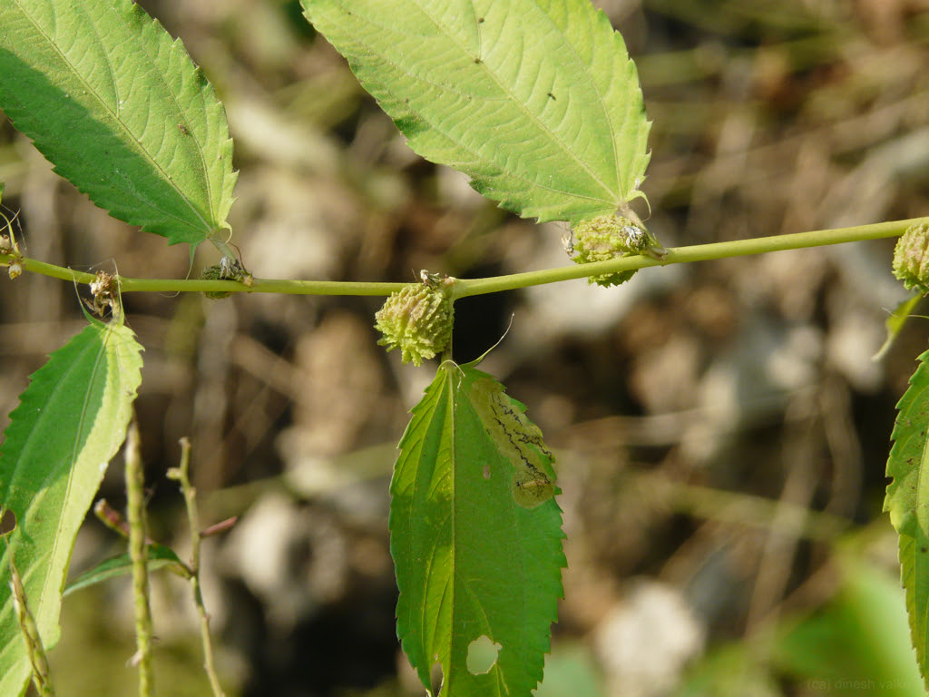 Corchorus capsularis L.