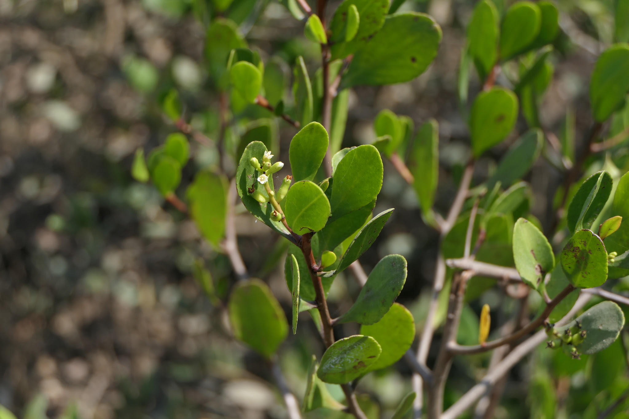 Lumnitzera racemosa Willd.