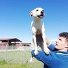 Bianca, piccola e buona labradorina in miniatura 0