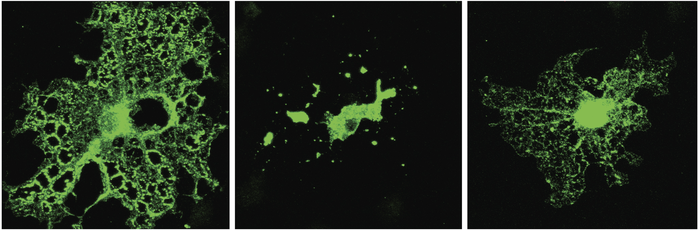 Oligodendrocytes lacking TDP-43 produce less myelin