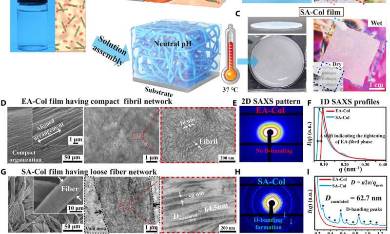 Tailoring collagen-based biomedical materials