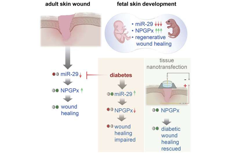 Researchers studying new way to heal diabetic wounds by activating 'hidden' mechanism in the body