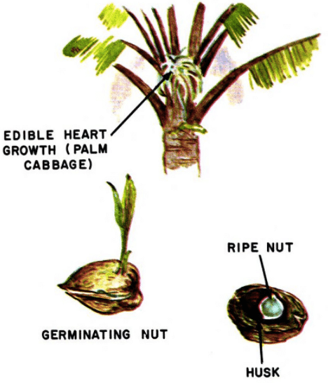 coconut tree illustration edible plants
