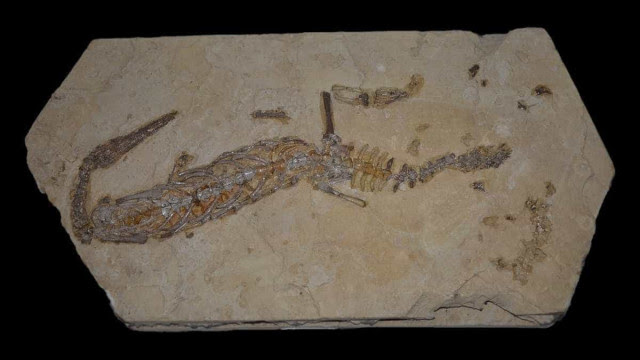 'Paleopirataria' faz estrangeiros dominarem trabalhos sobre fósseis brasileiros, diz artigo