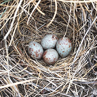 Oregon Vesper Sparrow nest and eggs