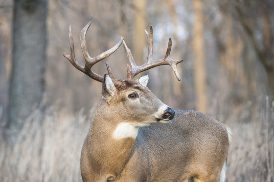 Whitetail buck standing in front of woods line
