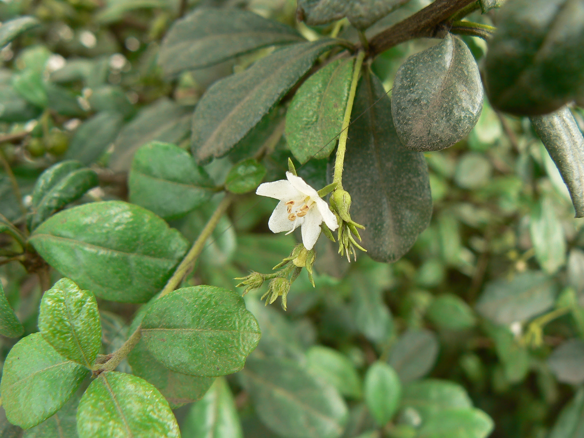 Ehretia microphylla Lam.