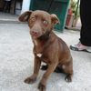 Dattero & Nocciolina taglie piccole in adozione 0