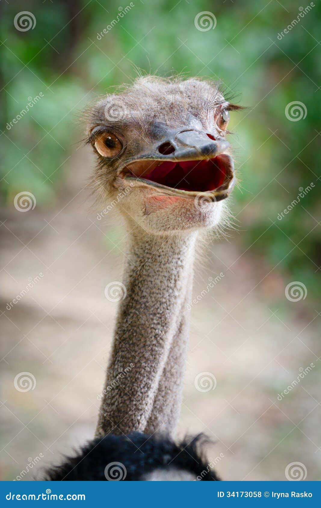 5,930 Funny Ostrich Photos - Free &amp; Royalty-Free Stock Photos from  Dreamstime