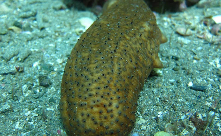 California Warty Sea Cucumber Ventura California Local Sustainable Direct Sales