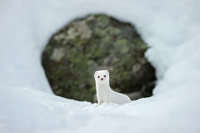 National Geographic 2015