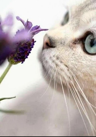 Cat-Smell-Flowers